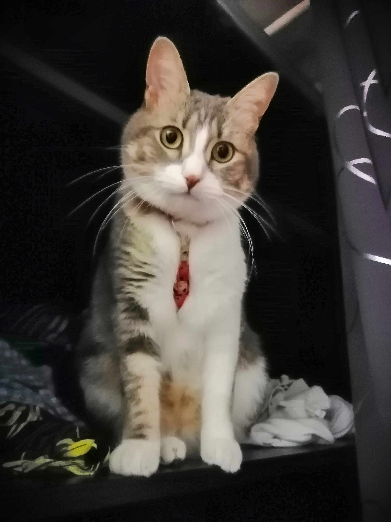 Biscuit