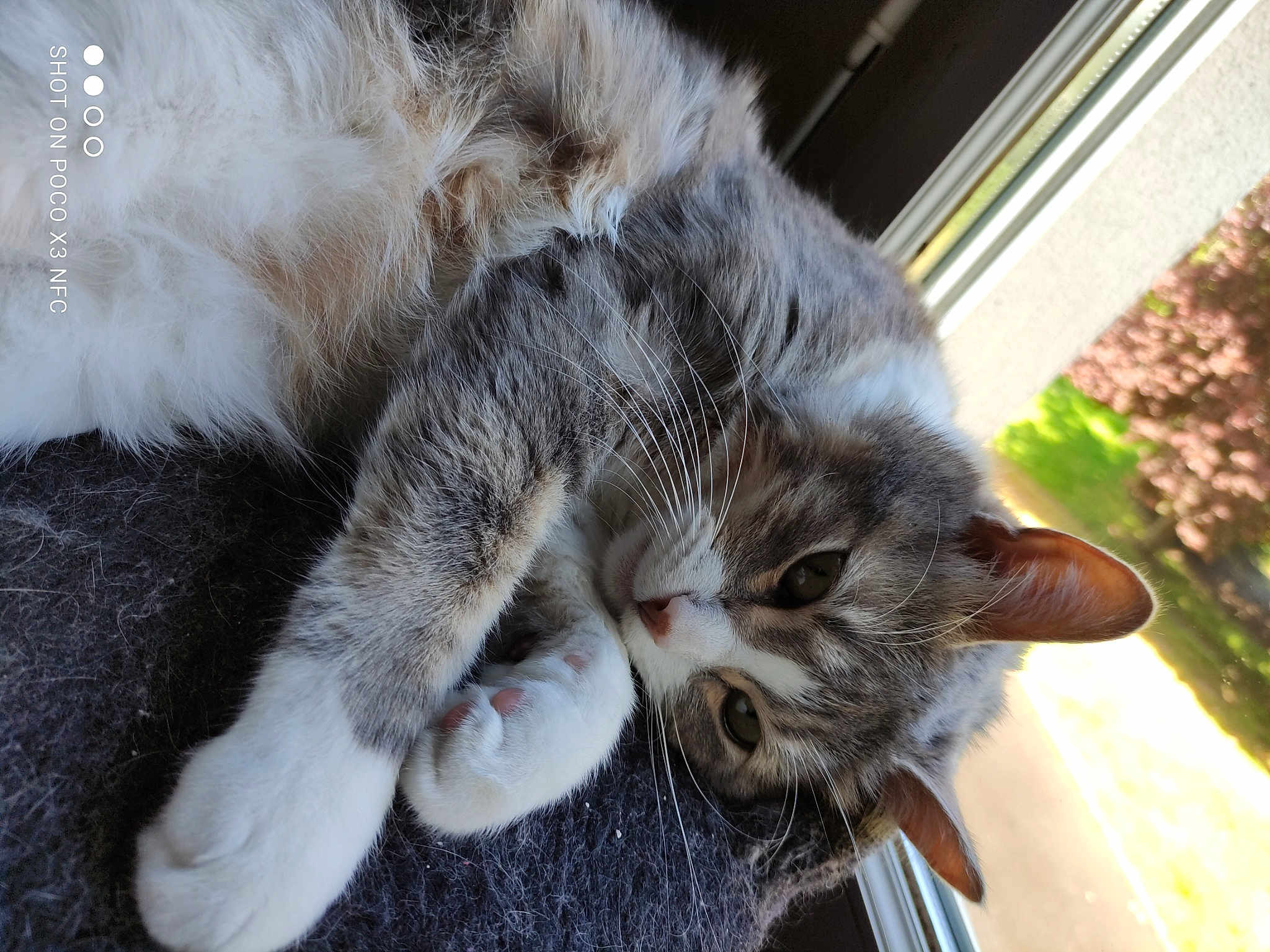 Biscuit