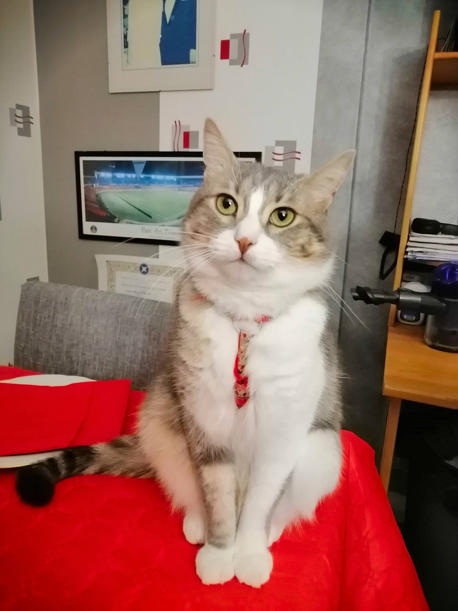 Biscuit a rejoint le concours — aidez-le/la à gagner de superbes lots ! box, carnivore, cat, comfort, couch, display_device, domestic_short_haired_cat, door, felidae, flat_panel_display, flooring, fur, lap, paw, picture_frame, room, sitting, small_to_medium_sized_cats, tail, whiskers