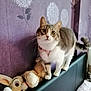 Biscuit a rejoint le concours — aidez-le/la à gagner de superbes lots ! carnivore, cat, domestic_short_haired_cat, fawn, felidae, fur, mammal, paw, room, shelving, small_to_medium_sized_cats, stuffed_toy, tail, teddy_bear, toy, vertebrate, whiskers, white