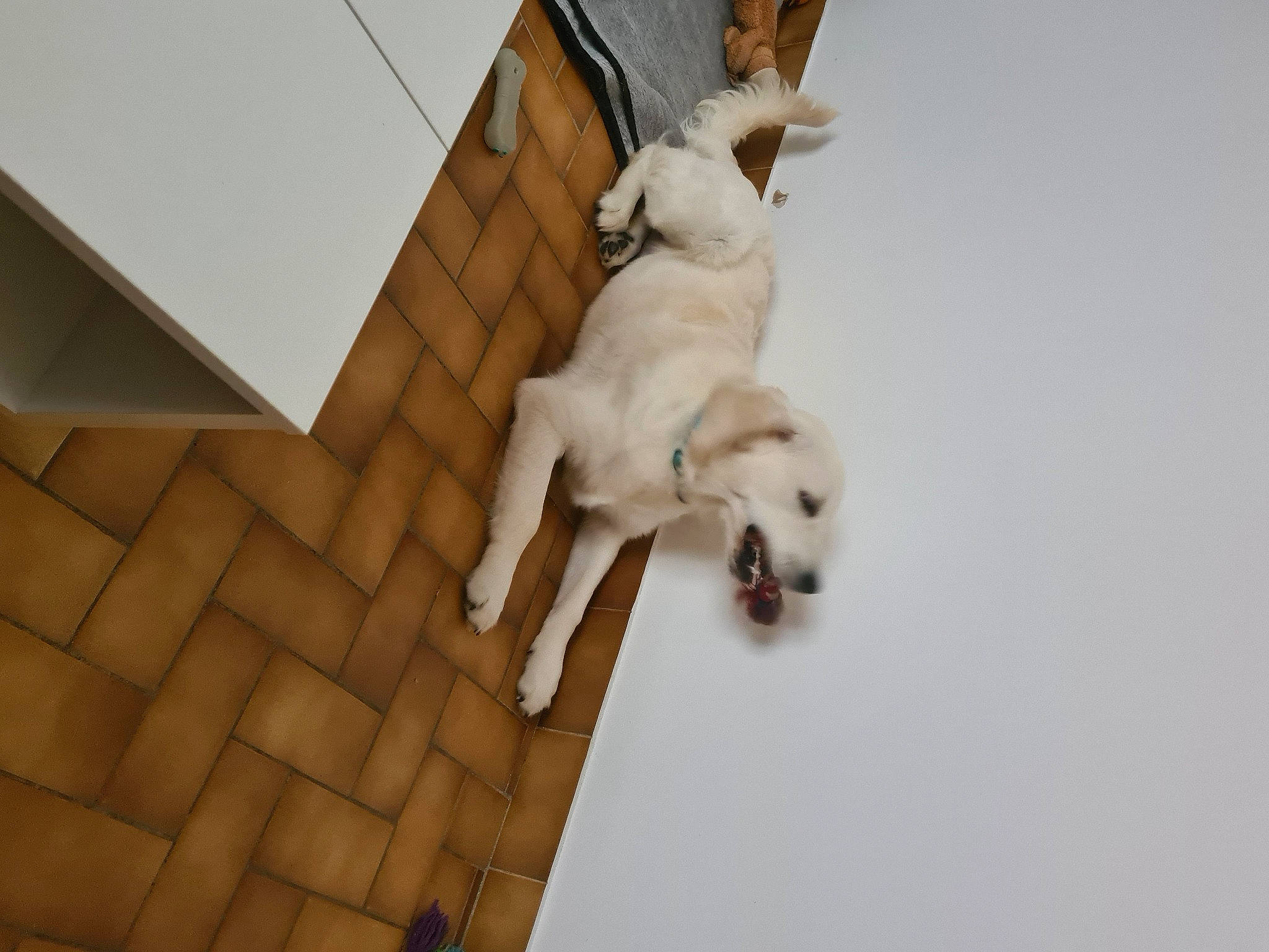 Ukyo a rejoint le concours — aidez-le/la à gagner de superbes lots ! art, canidae, carnivore, companion_dog, dog, dog_breed, fawn, flooring, hardwood, non_sporting_group, paw, pet_supply, room, sporting_group, tail, toy_dog, wing, wood, working_animal