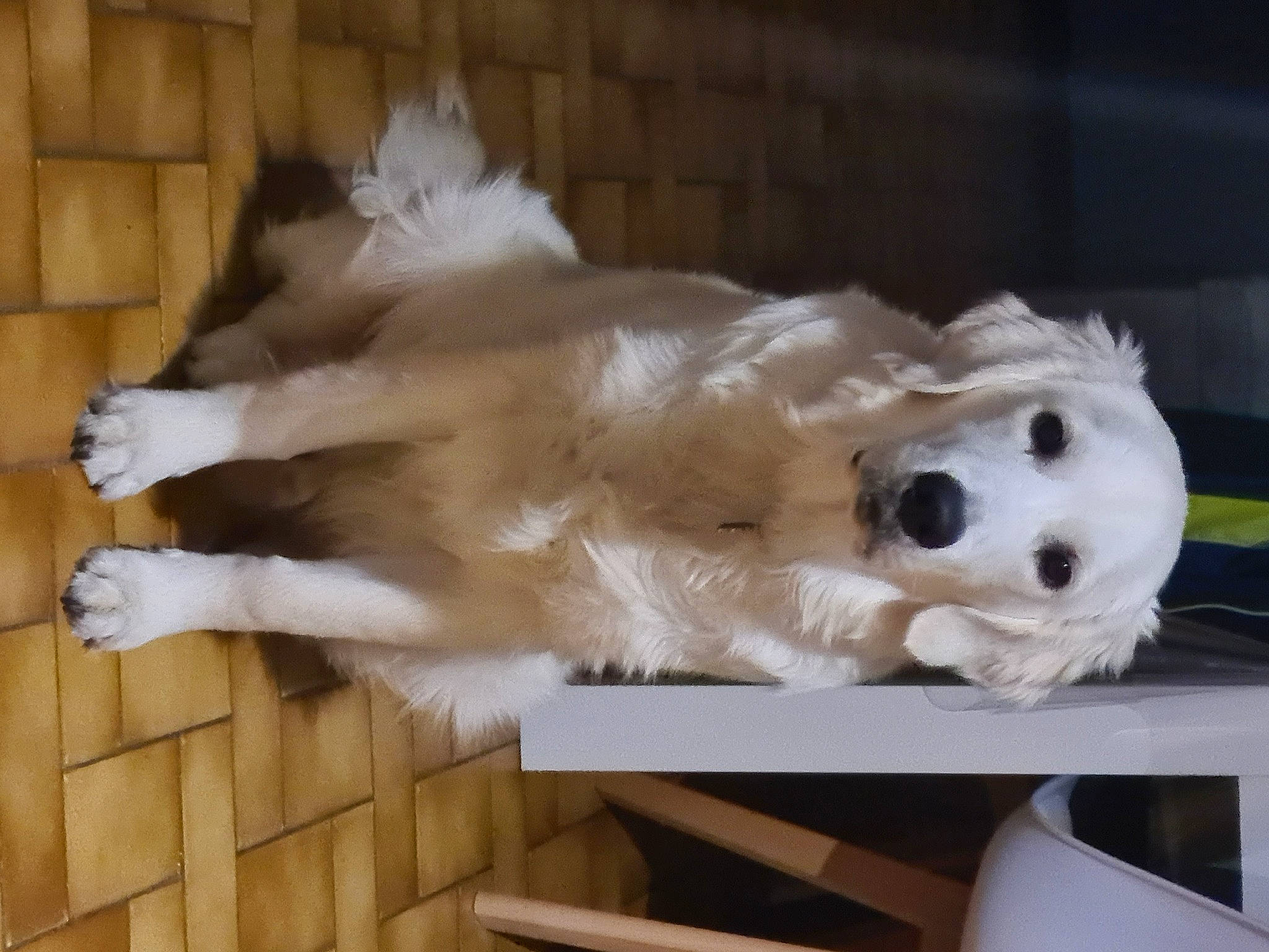 Ukyo participe au concours pour gagner de l'argent avec cette photo : ball, canidae, carnivore, companion_dog, dog, dog_breed, dog_supply, fawn, felidae, flooring, fur, hardwood, paw, snout, sporting_group, tail, toy, whiskers, wood, working_animal