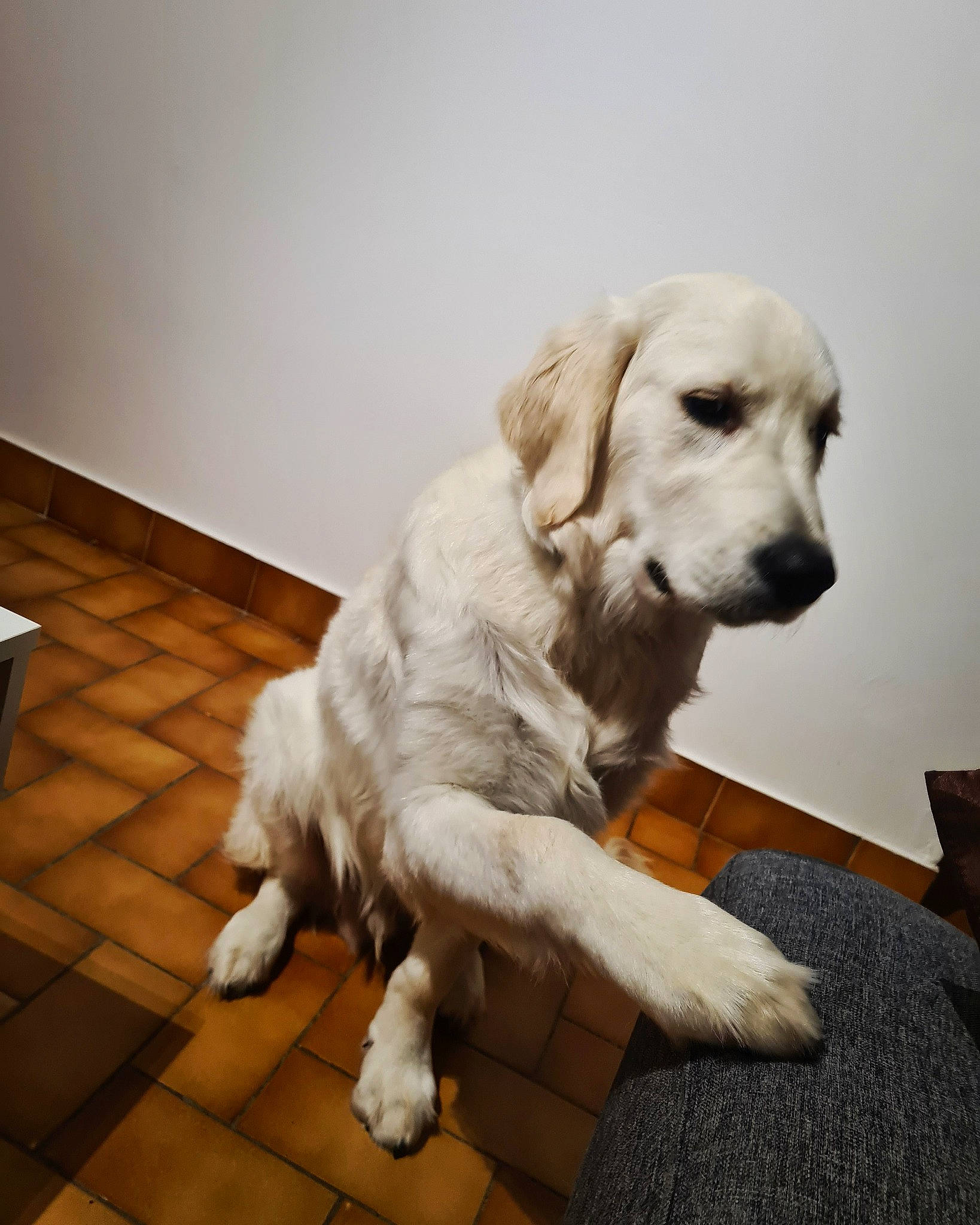 Ukyo participe au concours pour gagner de l'argent avec cette photo : bored, canidae, carnivore, chair, comfort, companion_dog, dog, dog_breed, dog_collar, fawn, flooring, fur, gun_dog, hardwood, paw, retriever, tail, whiskers, wood, working_animal