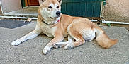 Nouk participe au concours pour gagner de l'argent avec cette photo : dog, shiba_inu, canine, pet, outdoor, concrete, door, green_door, wall, piping, floor, fur, animal, relaxed, lounging, ears, tail, collar, muzzle, snout