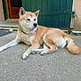 dog, shiba_inu, canine, pet, outdoor, concrete, door, green_door, wall, piping, floor, fur, animal, relaxed, lounging, ears, tail, collar, muzzle, snout