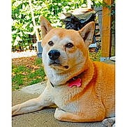 Nouk participe au concours pour gagner de l'argent avec cette photo : dog, shiba_inu, pet, outdoor, garden, fence, collar, tag, concrete, leaves, grass, canine, animal, resting, paw, ears, fur, summer, sunlight, backyard