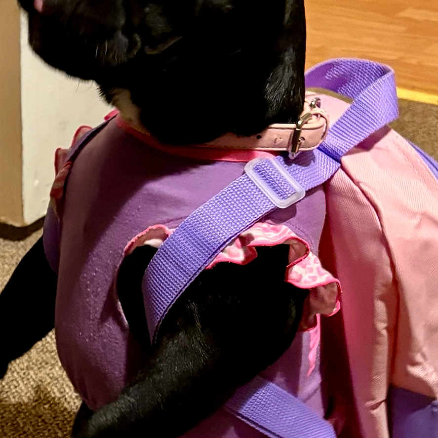 Lulu is registered to the contest to win money with this photo: animal, backpack, black_dog, carpet, collar, cute, dog, domestic_animal, floor, french_bulldog, furniture, indoor, looking_away, pet_accessory, pet_fashion, pink_clothing, purple_clothing, sitting, small_dog, tongue_out