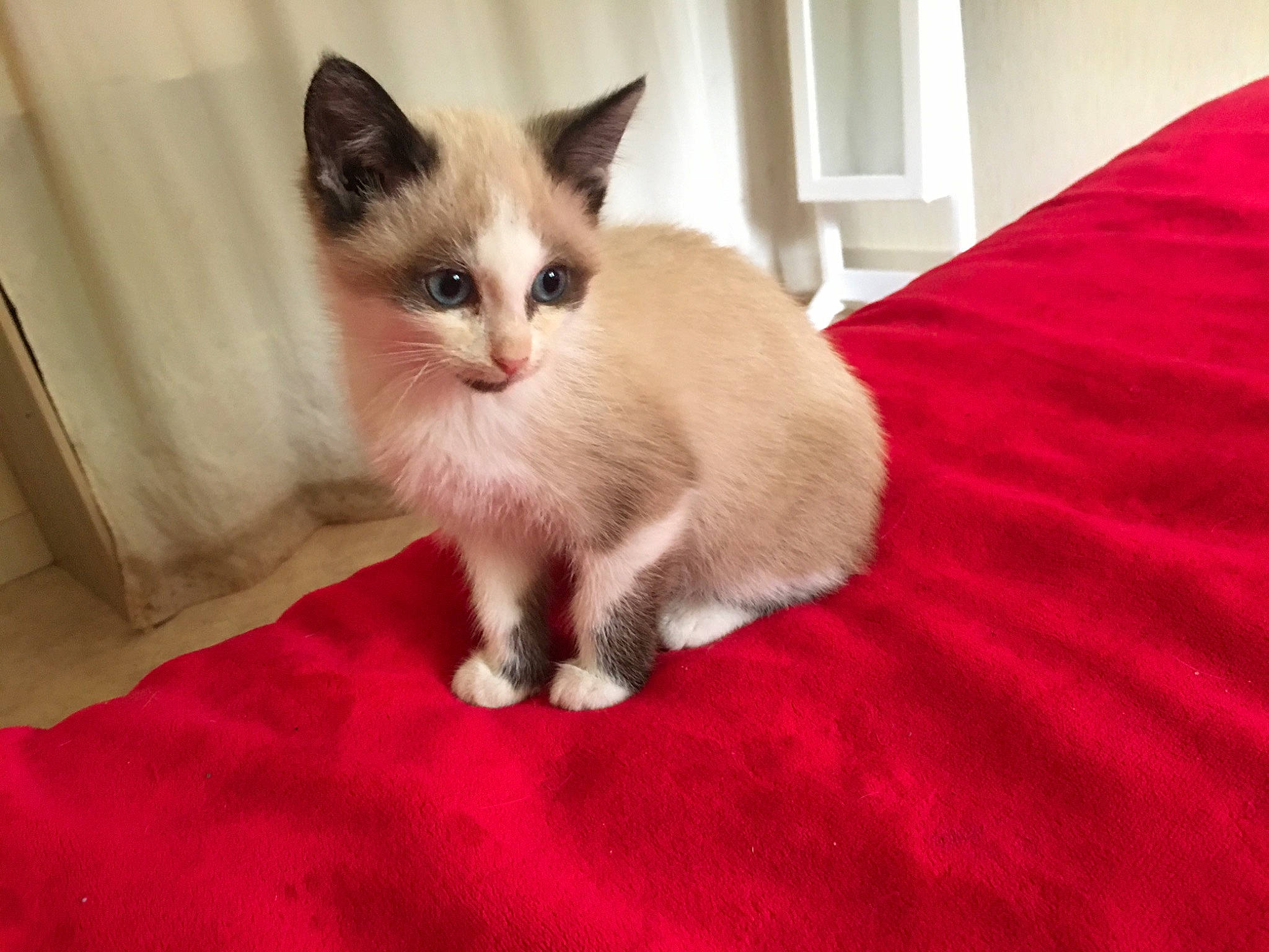 Timinouche a rejoint le concours — aidez-le/la à gagner de superbes lots ! box, carnivore, carpet, cat, claw, comfort, domestic_short_haired_cat, fawn, felidae, flooring, foot, fur, hardwood, paw, sitting, small_to_medium_sized_cats, snout, tail, whiskers