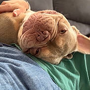 Richie Rich is registered to the contest to win money with this photo: affection, animal, brown_fur, casual_clothing, close_up, comfort, companion, couch, dog, ears, face, friendship, human_hand, indoor, love, pet, relaxed, resting, snout, wrinkles