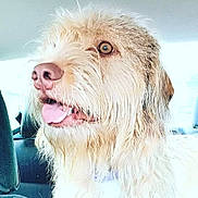 Maya participe au concours pour gagner de l'argent avec cette photo : animal, canine, car_seat, closeup, companion, dog, domestic_animal, excited, fluffy, furry, happy, inside_car, light_brown_fur, looking_out_window, pet, pink_tongue, scruffy, tongue_out, transport, travel