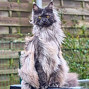 Taz a rejoint le concours — aidez-le/la à gagner de superbes lots ! cat, long_hair, outdoor, fence, yellow_eyes, sitting, pet, animal, fluffy, portrait, feline, nature, garden, mammal, whiskers, fur, alert, domestic_animal, close_up, wild_look