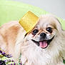 dog, small_dog, fluffy, long_hair, gold_hat, party_beads, green_background, tongue_out, happy, cute, pet, animal, celebration, costume, accessory, indoor, close_up, smiling, festive, portrait