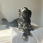 Pounti participe au concours pour gagner de l'argent avec cette photo : dog, black_dog, pet, bed, blanket, indoor, sunlight, resting, fur, canine, collar, crossed_paws, animal, domestic_animal, quiet, relaxed, portrait, shadow, furniture, home