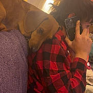 Tucker joined the competition — help win amazing prizes! affection, blanket, brown_dog, casual, checkered_shirt, comfort, couch, cozy, dog, human, indoor, lamp, person, pet, phone, purple_couch, red_shirt, relaxation, resting, side_view