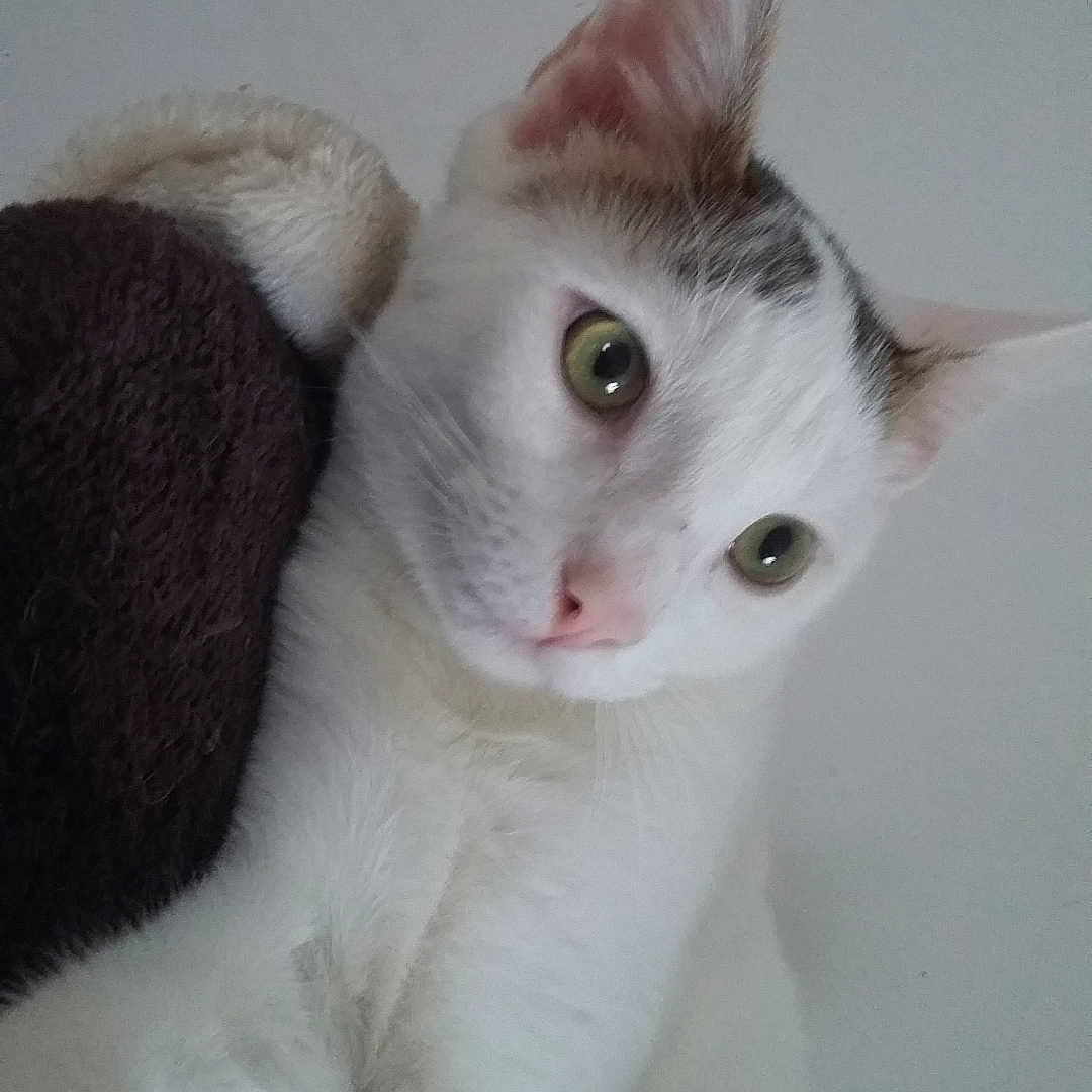 Osiris a rejoint le concours — aidez-le/la à gagner de superbes lots ! abyssinian, angora, animal, blanket, cat, hardwood, indoors, kitten, manx, pet, siamese, towel, white, wood