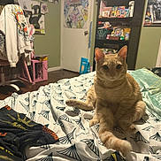 Bitsy is registered to the contest to win money with this photo: cat, orange_cat, tabby, pet, bed, bedding, blanket, pillow, bedroom, chair, desk, shelf, door, poster, toys, wood_floor, keyboard, cute, indoor, portrait