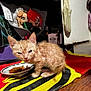 Bitsy is registered to the contest to win money with this photo: kitten, cat, bowl, food, plate, rug, floor, toy, doll, stuffed_toy, indoor, blurry, low_light, feeding, orange_cat, fur, whiskers, portrait, household, closeup