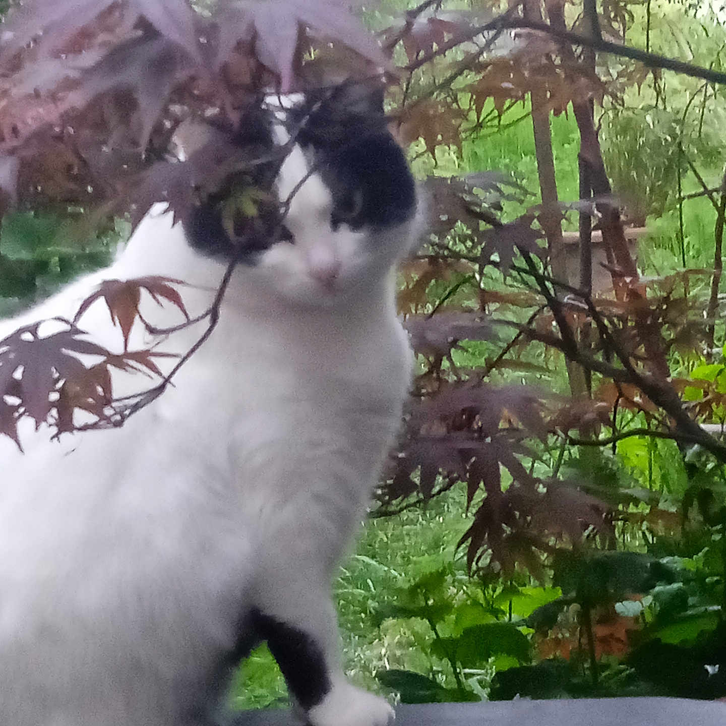 Fujiama a rejoint le concours — aidez-le/la à gagner de superbes lots ! animal, black_and_white, branch, cat, curious, foliage, fur, garden, greenery, leaves, mammal, nature, outdoor, perched, pet, plant, railing, tree, whiskers, wildlife