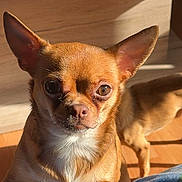 Maronne a rejoint le concours — aidez-le/la à gagner de superbes lots ! dog, chihuahua, pet, small_dog, brown_fur, indoor, sunlight, blanket, wooden_floor, curious, close_up, animal, companion, ears, face, paw, domestic_animal, cute, alert, furniture