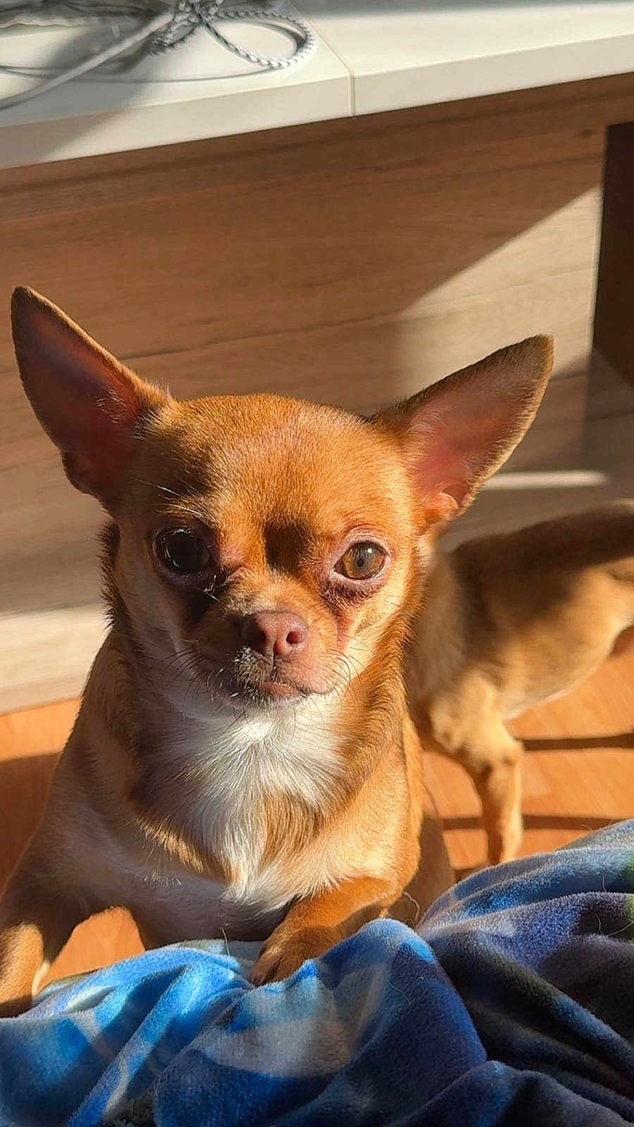 Maronne a rejoint le concours — aidez-le/la à gagner de superbes lots ! dog, chihuahua, pet, small_dog, brown_fur, indoor, sunlight, blanket, wooden_floor, curious, close_up, animal, companion, ears, face, paw, domestic_animal, cute, alert, furniture