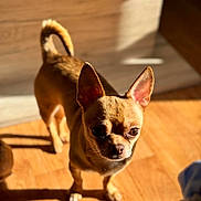 Tango participe au concours pour gagner de l'argent avec cette photo : dog, chihuahua, small_dog, tan, pet, indoor, wooden_floor, sunlight, shadow, ears_up, alert, animal, companion, cute, standing, domestic, portrait, furry, canine, warm_light