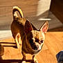 alert, animal, canine, chihuahua, companion, cute, dog, domestic, ears_up, furry, indoor, pet, portrait, shadow, small_dog, standing, sunlight, tan, warm_light, wooden_floor