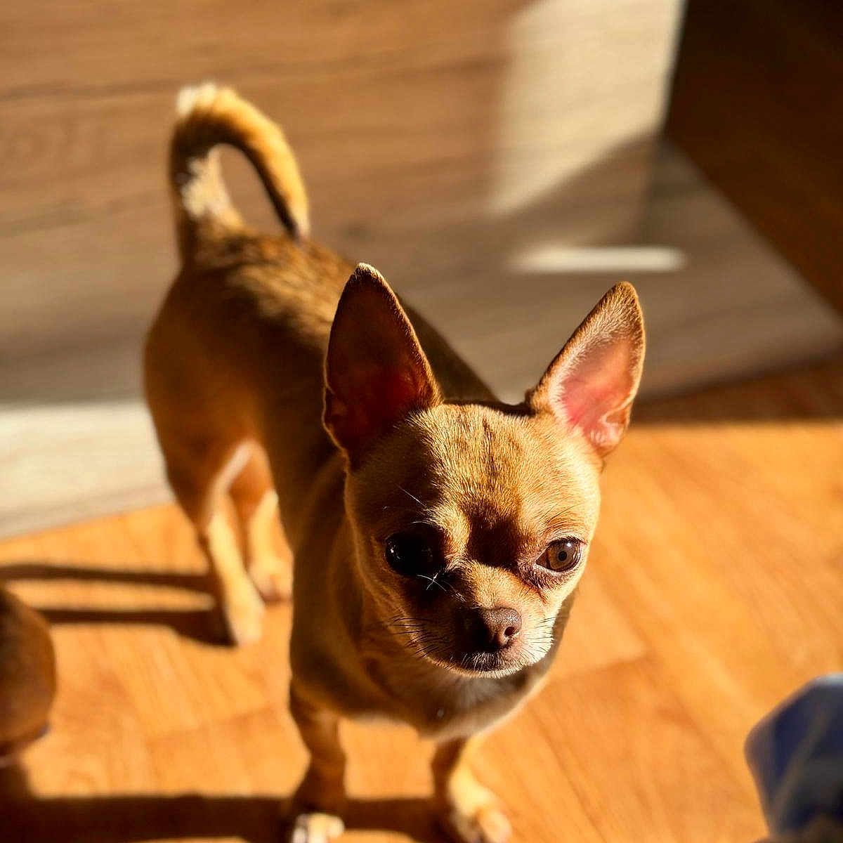Tango participe au concours pour gagner de l'argent avec cette photo : alert, animal, canine, chihuahua, companion, cute, dog, domestic, ears_up, furry, indoor, pet, portrait, shadow, small_dog, standing, sunlight, tan, warm_light, wooden_floor