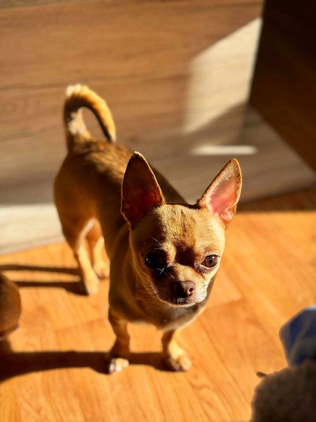 Tango participe au concours pour gagner de l'argent avec cette photo : dog, chihuahua, small_dog, tan, pet, indoor, wooden_floor, sunlight, shadow, ears_up, alert, animal, companion, cute, standing, domestic, portrait, furry, canine, warm_light