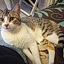 Skype a rejoint le concours — aidez-le/la à gagner de superbes lots ! animal, blanket, cat, closeup, comfort, curious, domestic, ears, feline, fur, indoor, jeans, person, pet, resting, striped, tabby, tail, whiskers, white