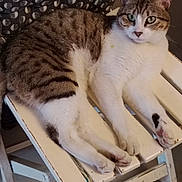 Skype a rejoint le concours — aidez-le/la à gagner de superbes lots ! animal, cat, chair, cushion, domestic_animal, ears, floor, furniture, green_eyes, indoor, patterned_cushion, paw, pet, relaxed, seated, striped_fur, tabby, whiskers, white_fur, wooden_chair