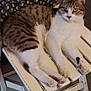 Skype a rejoint le concours — aidez-le/la à gagner de superbes lots ! animal, cat, chair, cushion, domestic_animal, ears, floor, furniture, green_eyes, indoor, patterned_cushion, paw, pet, relaxed, seated, striped_fur, tabby, whiskers, white_fur, wooden_chair