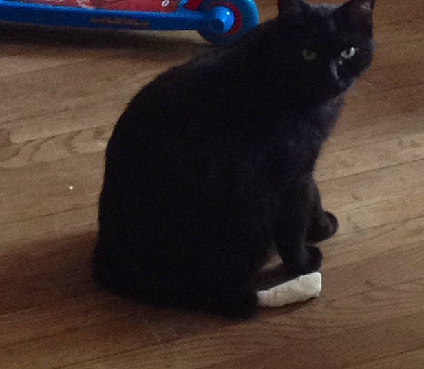 Lucky a rejoint le concours — aidez-le/la à gagner de superbes lots ! asian, black, black_cat, bombay, carnivore, cat, claw, domestic_short_haired_cat, ear, felidae, fur, kitten, paw, polydactyl_cat, small_to_medium_sized_cats, snout, tail, whiskers, wood