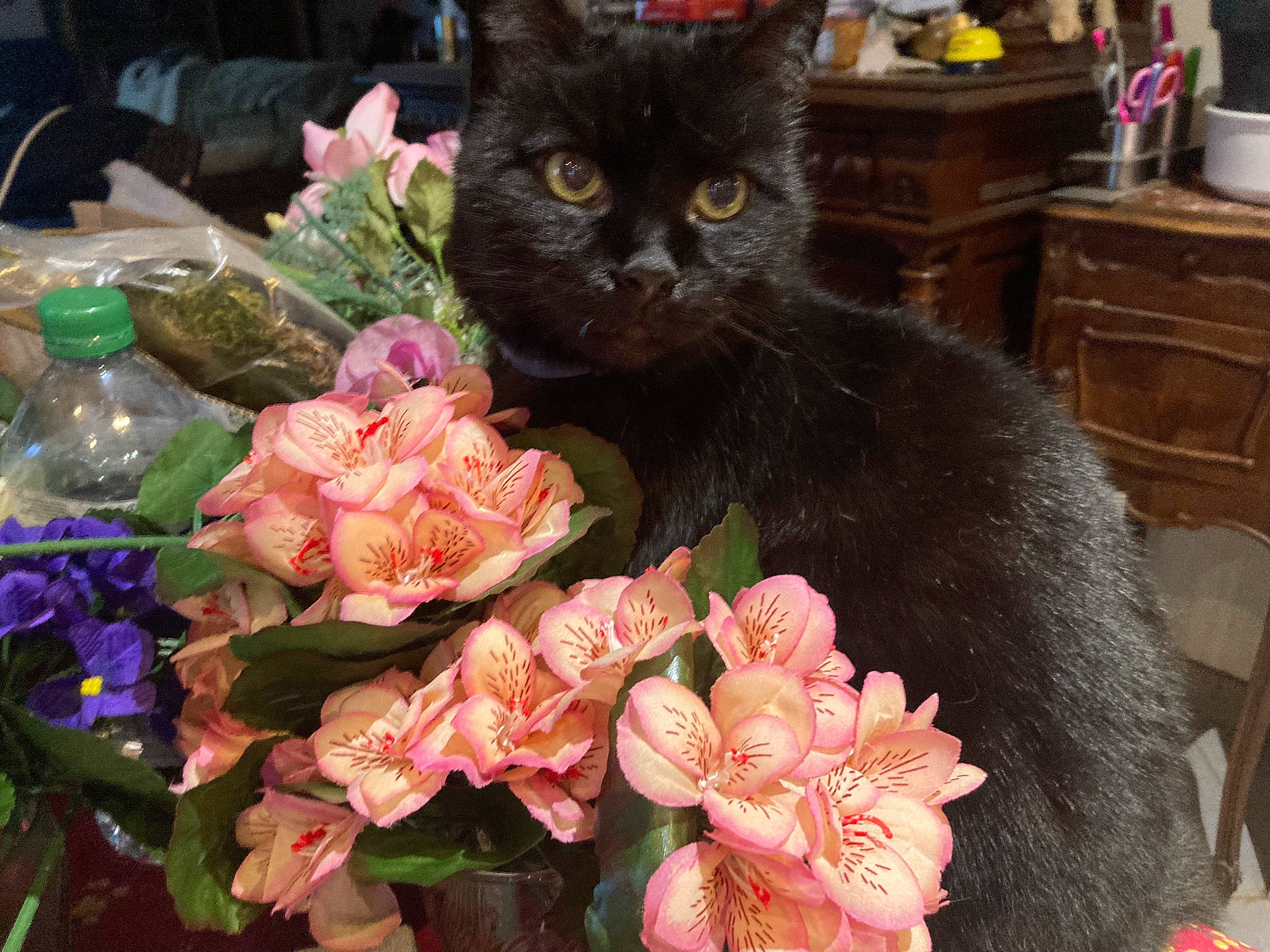 Lucky participe au concours pour gagner de l'argent avec cette photo : artificial_flower, bouquet, cabinetry, carnivore, cat, cupboard, cut_flowers, domestic_short_haired_cat, drawer, dresser, felidae, floristry, flower, flower_arranging, flowering_plant, grass, petal, plant, small_to_medium_sized_cats, whiskers