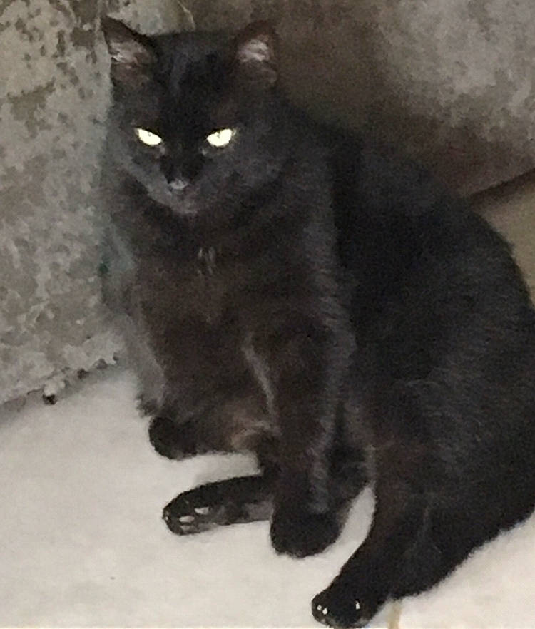 Lucky a rejoint le concours — aidez-le/la à gagner de superbes lots ! asian, asian_semi_longhair, black, black_cat, bombay, carnivore, cat, domestic_long_haired_cat, domestic_short_haired_cat, felidae, german_rex, korat, mammal, nebelung, persian, polydactyl_cat, small_to_medium_sized_cats, tail, vertebrate, whiskers