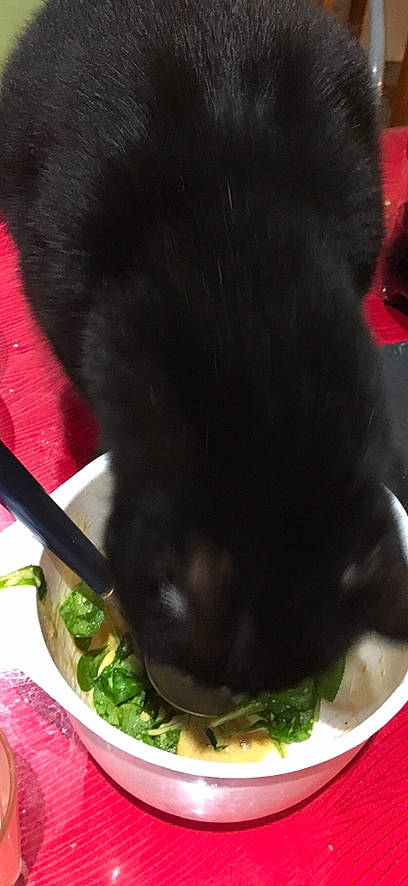 Lucky a rejoint le concours — aidez-le/la à gagner de superbes lots ! black_cat, black_hair, canidae, carnivore, food, sporting_group