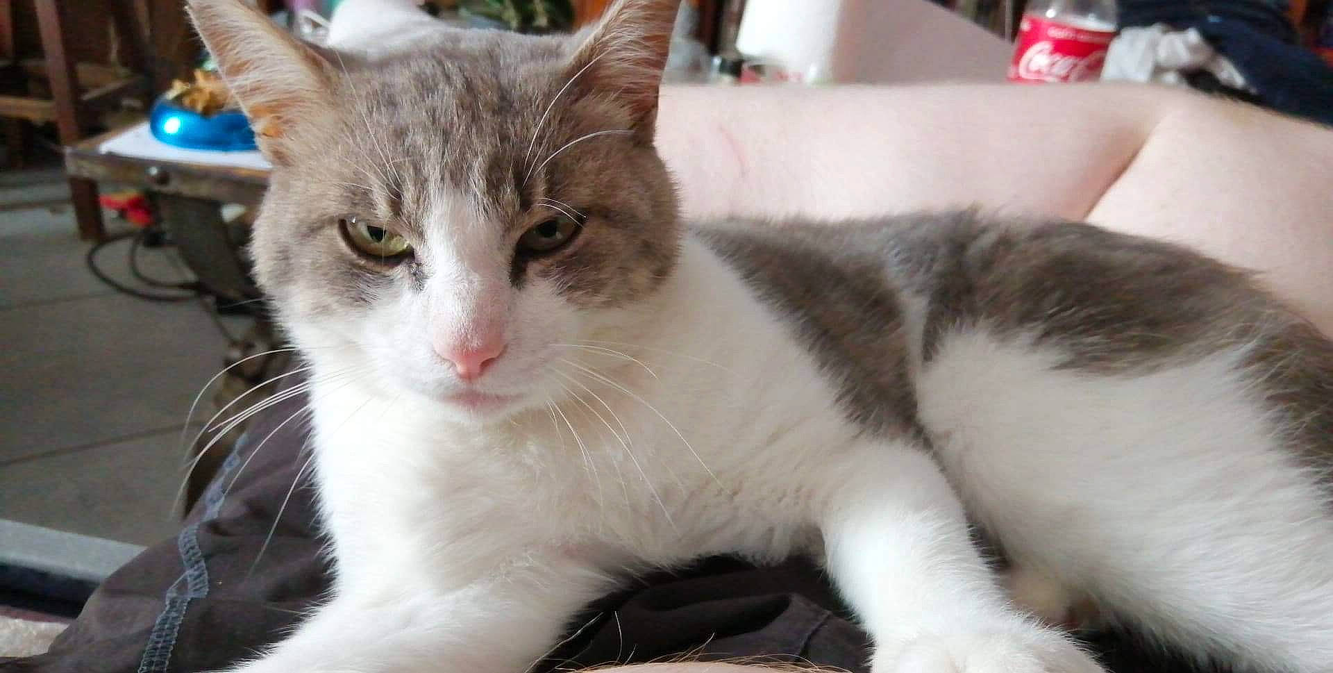 Thor participe au concours pour gagner de l'argent avec cette photo : aegean_cat, american_wirehair, asian, carnivore, cat, domestic_short_haired_cat, european_shorthair, felidae, kitten, mammal, oriental_longhair, polydactyl_cat, small_to_medium_sized_cats, vertebrate, whiskers