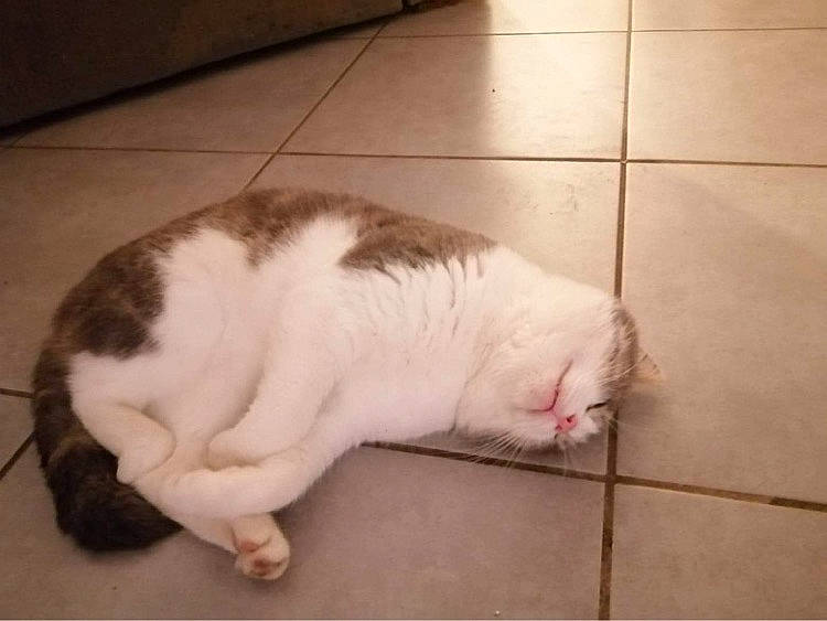 Thor a rejoint le concours — aidez-le/la à gagner de superbes lots ! carnivore, cat, comfort, felidae, floor, flooring, fur, nap, skin, sleep, small_to_medium_sized_cats, snout, tail, tile, tile_flooring, vertebrate, whiskers