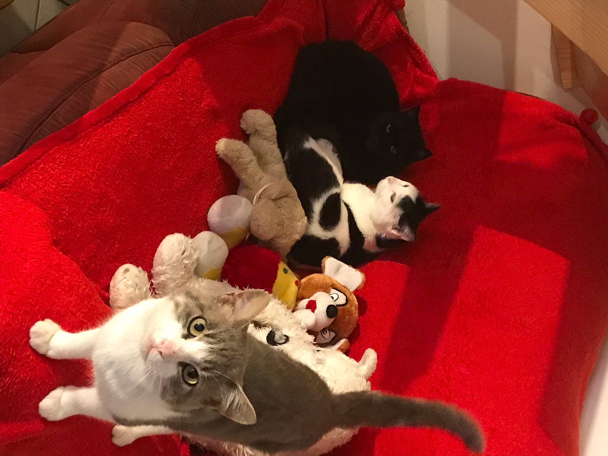 Thor participe au concours pour gagner de l'argent avec cette photo : carnivore, carpet, cat, claw, comfort, felidae, fur, home_accessories, linens, paw, pet_supply, small_to_medium_sized_cats, stuffed_toy, tail, terrestrial_animal, working_animal