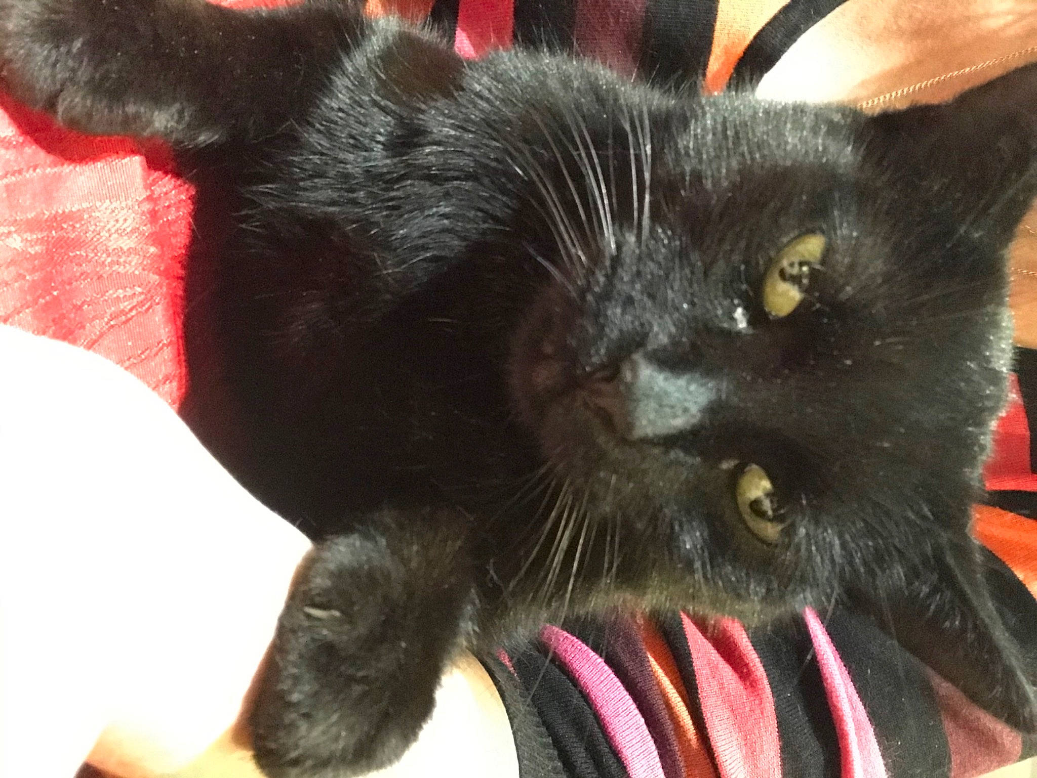 Corail a rejoint le concours — aidez-le/la à gagner de superbes lots ! asian, black_cat, bombay, burmese, carnivore, cat, claw, domestic_short_haired_cat, felidae, mammal, small_to_medium_sized_cats, snout, whiskers