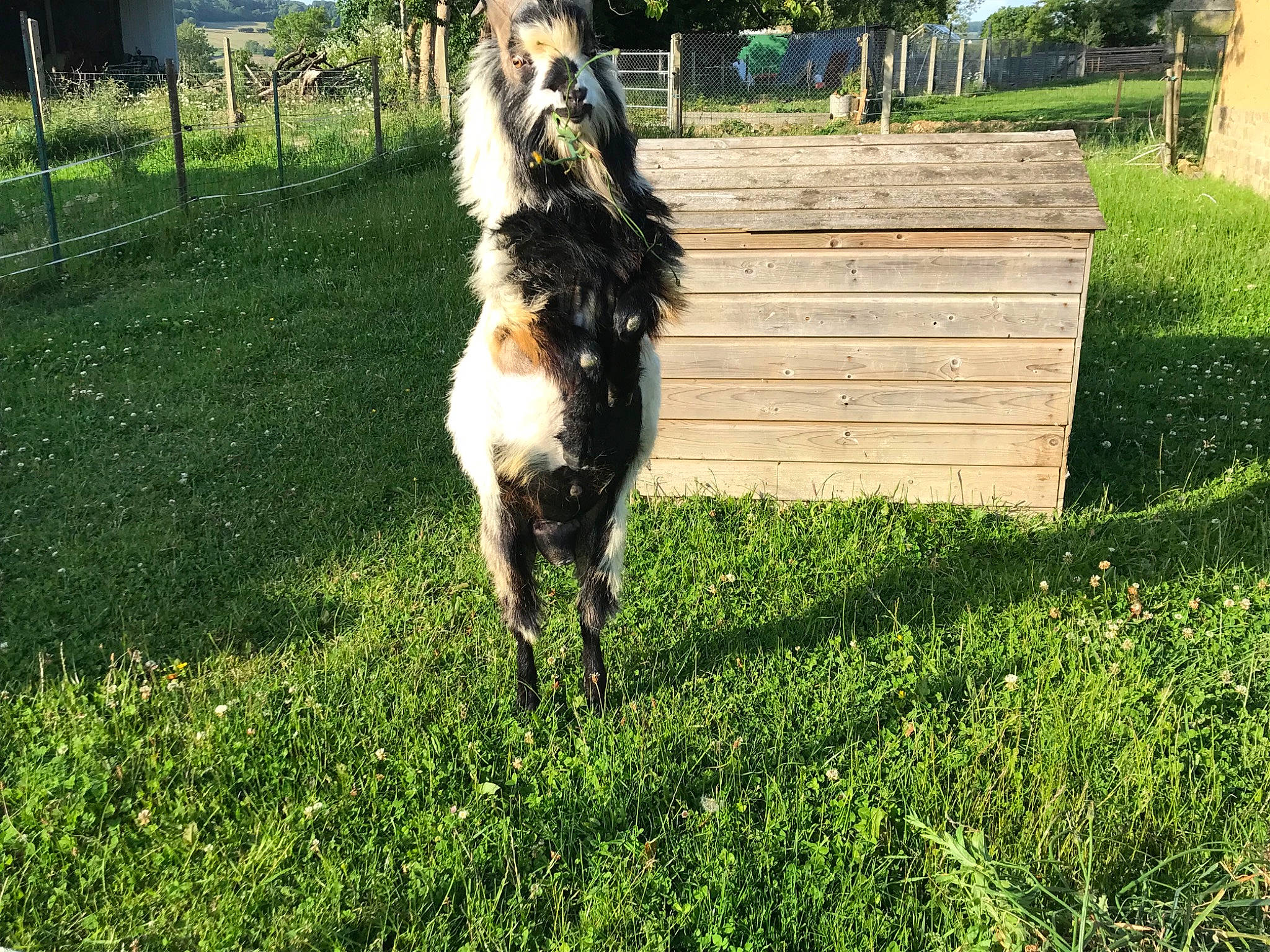 Chicorée a rejoint le concours — aidez-le/la à gagner de superbes lots ! backyard, farm, field, foal, fur, grass, groundcover, home_fencing, horse, lawn, livestock, pack_animal, pasture, ranch, tail, terrestrial_animal, village, working_animal, yard