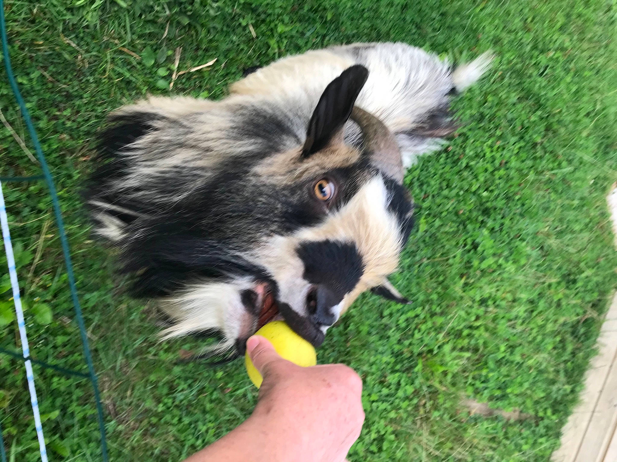 Chicorée a rejoint le concours — aidez-le/la à gagner de superbes lots ! canidae, carnivore, companion_dog, dog, dog_breed, finger, fur, grass, grass_family, herding_dog, iris, nail, puppy, snout, sporting_group, terrestrial_animal, thumb, vertebrate, working_animal, working_dog