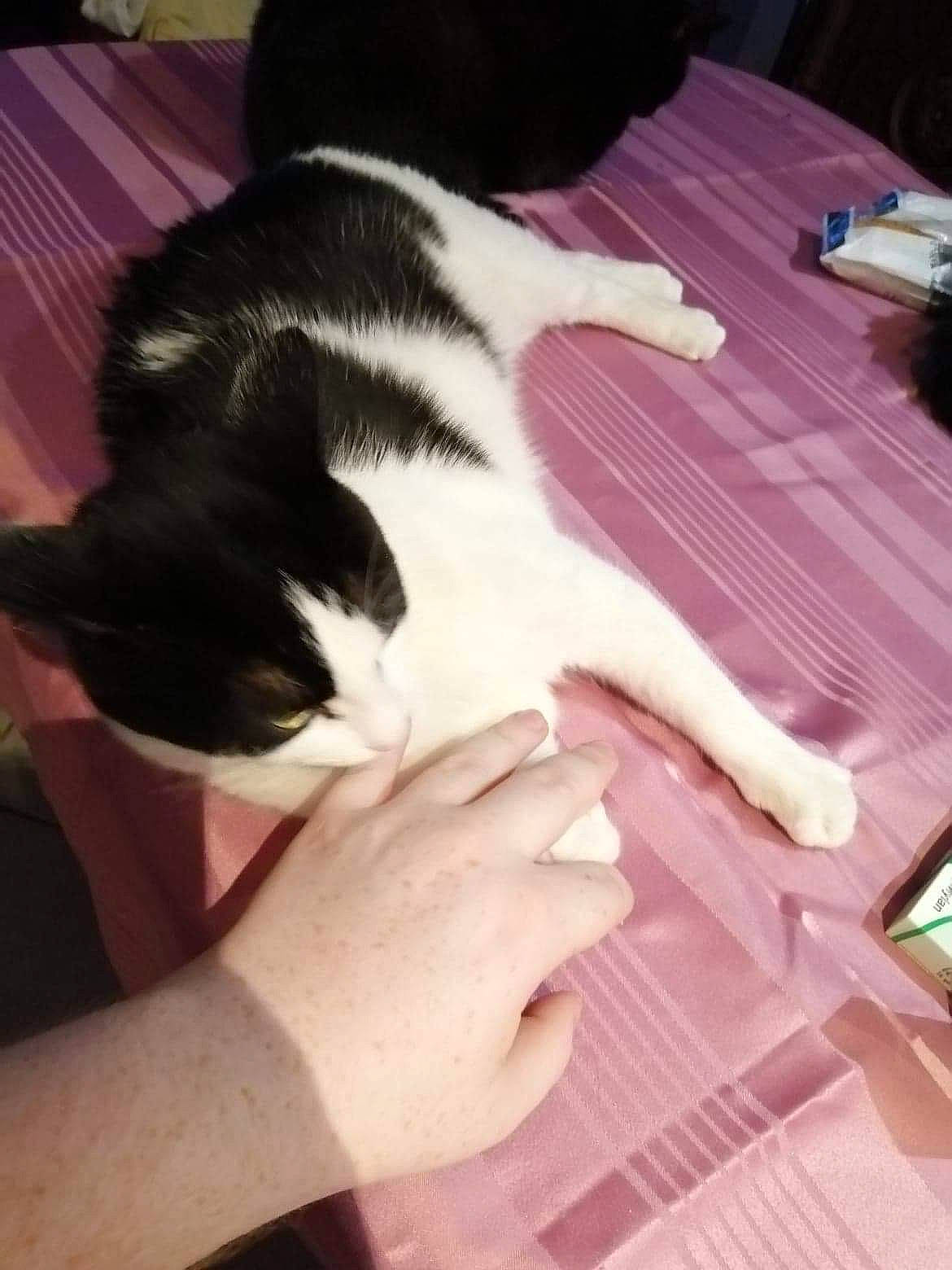 Magnus a rejoint le concours — aidez-le/la à gagner de superbes lots ! canidae, carnivore, cat, dog_breed, fawn, felidae, kitten, leg, nail, small_to_medium_sized_cats, sporting_group, tail, whiskers