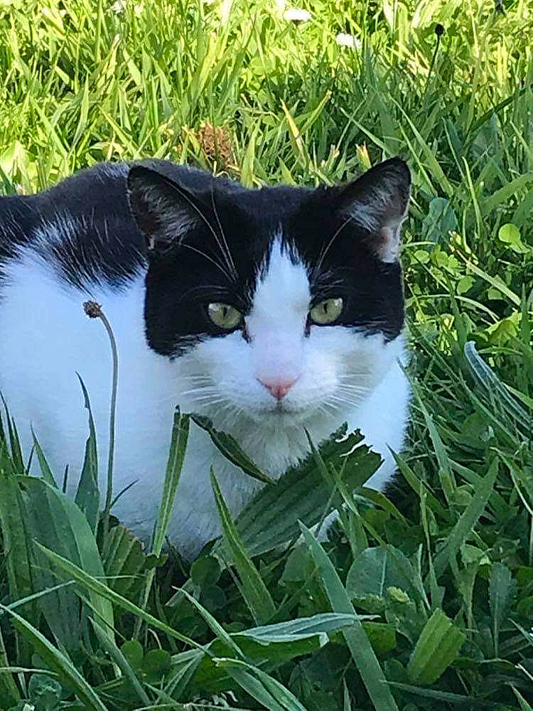 Magnus participe au concours pour gagner de l'argent avec cette photo : aegean_cat, carnivore, cat, domestic_short_haired_cat, european_shorthair, eye, felidae, flower, garden, grass, grass_family, green, herbaceous_plant, lawn, meadow, nose, plant, small_to_medium_sized_cats, snout, whiskers