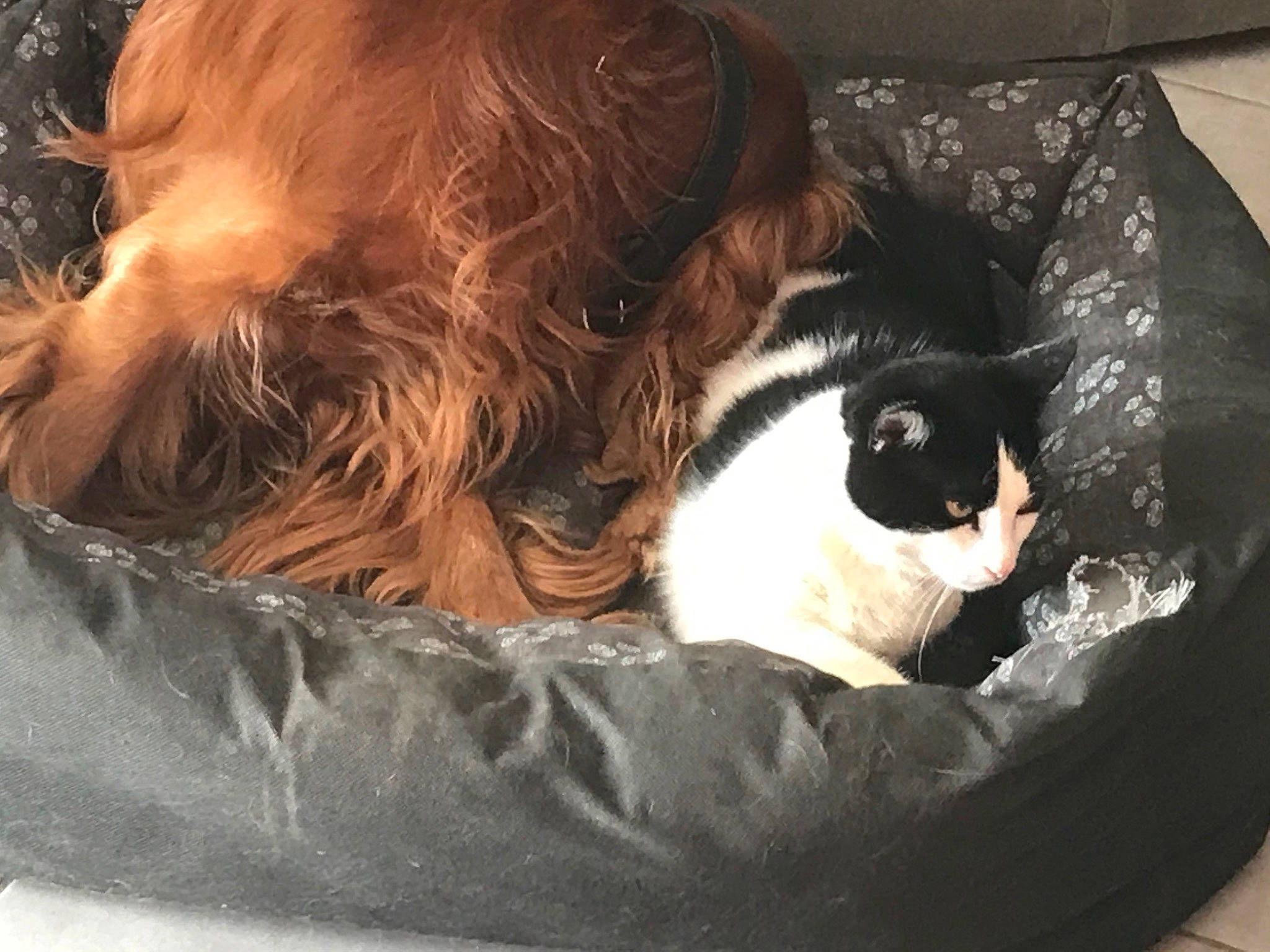 Magnus participe au concours pour gagner de l'argent avec cette photo : canidae, carnivore, cat, cavalier_king_charles_spaniel, companion_dog, dog, dog_breed, ear, felidae, fur, king_charles_spaniel, long_hair, nap, puppy, puppy_love, small_to_medium_sized_cats, snout, spaniel, whiskers