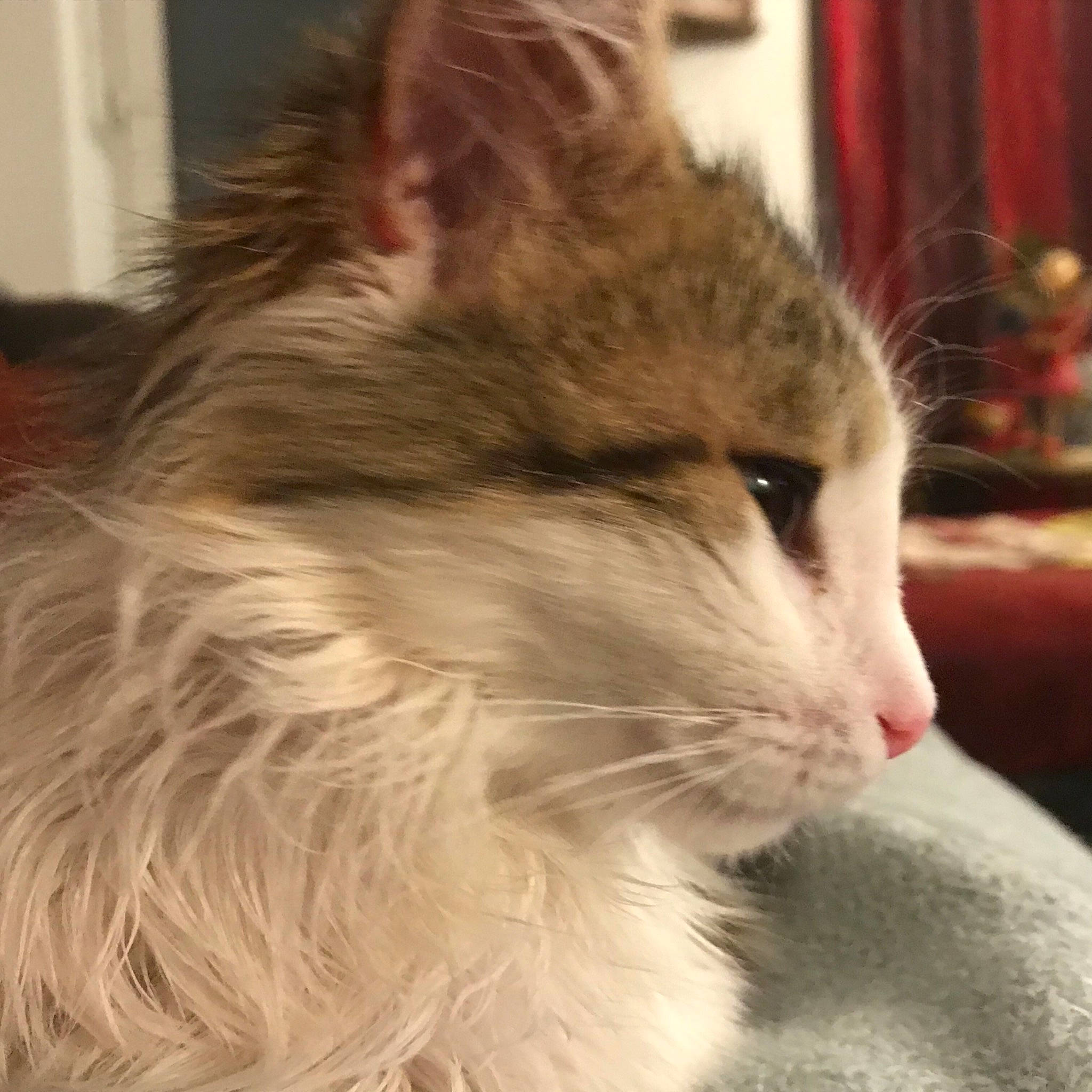 Mary participe au concours pour gagner de l'argent avec cette photo : blond, carnivore, cat, curtain, domestic_long_haired_cat, fawn, felidae, fur, small_to_medium_sized_cats, snout, vertebrate, whiskers