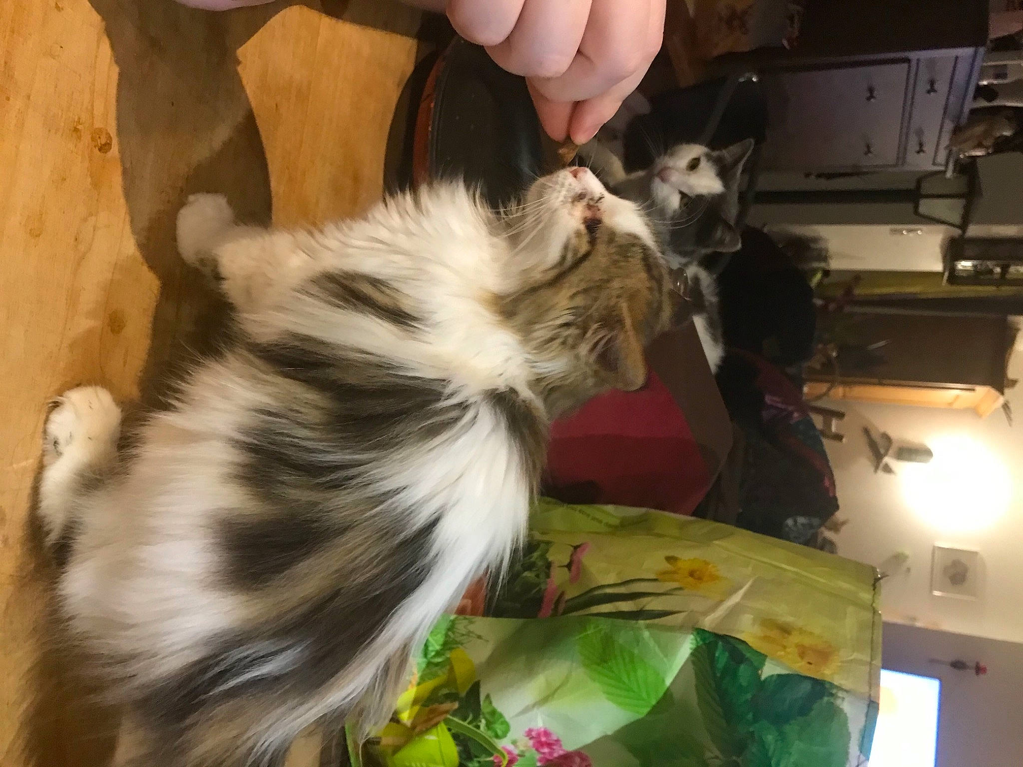 Mary a rejoint le concours — aidez-le/la à gagner de superbes lots ! carnivore, cat, felidae, fur, small_to_medium_sized_cats, snout, vertebrate, whiskers