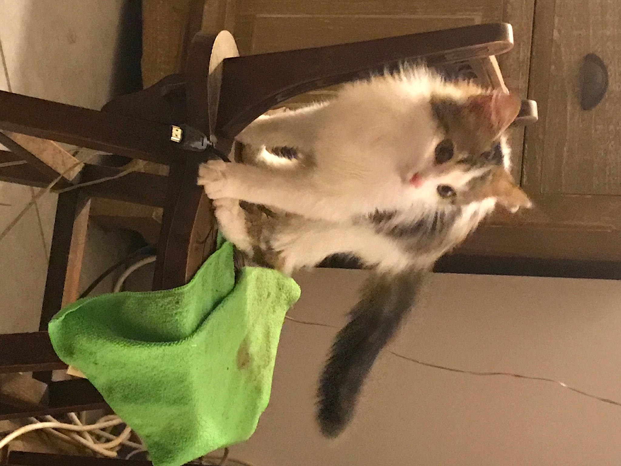 Mary participe au concours pour gagner de l'argent avec cette photo : carnivore, cat, felidae, fur, kitten, pet_supply, small_to_medium_sized_cats, snout, whiskers