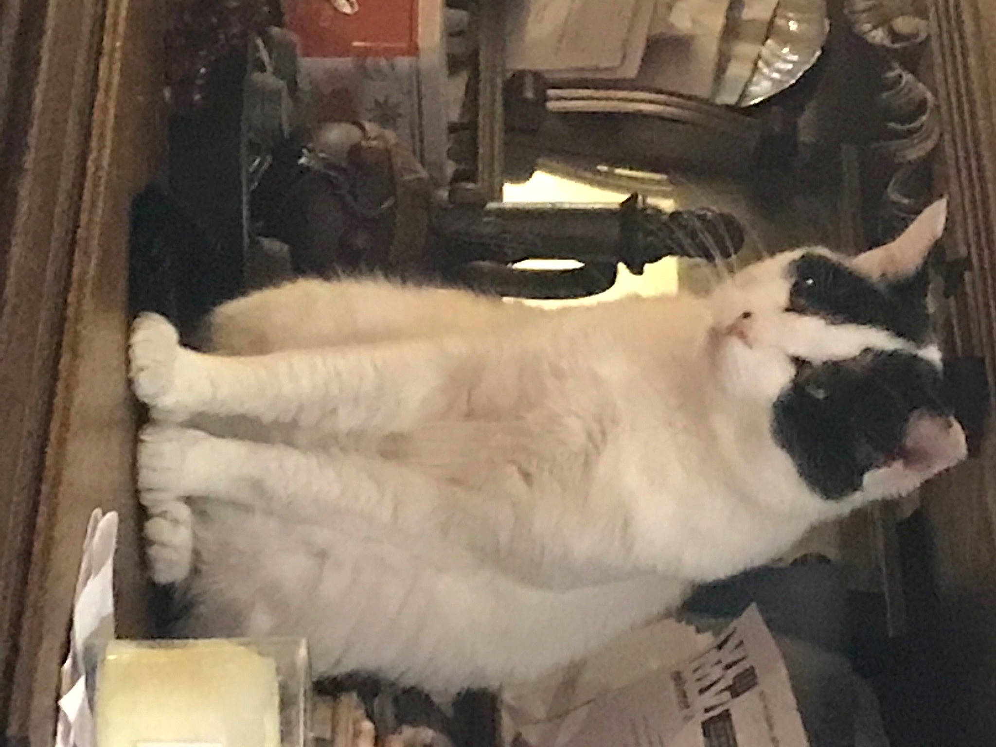 O Malet participe au concours pour gagner de l'argent avec cette photo : baggage, carnivore, cat, collar, felidae, fur, natural_material, small_to_medium_sized_cats, snout, whiskers