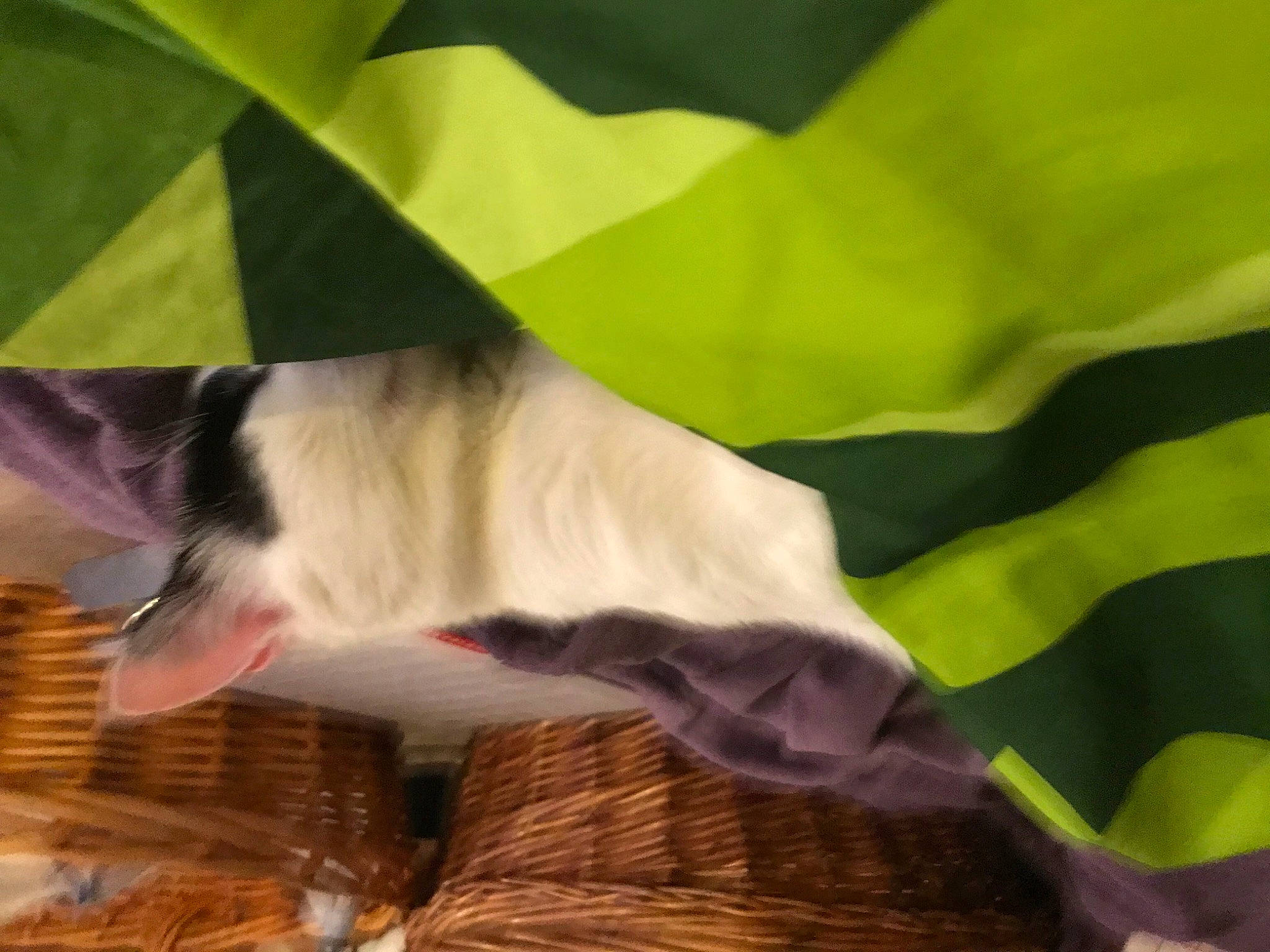 O Malet participe au concours pour gagner de l'argent avec cette photo : basket, carnivore, cat, felidae, fur, green, small_to_medium_sized_cats, tail, wicker