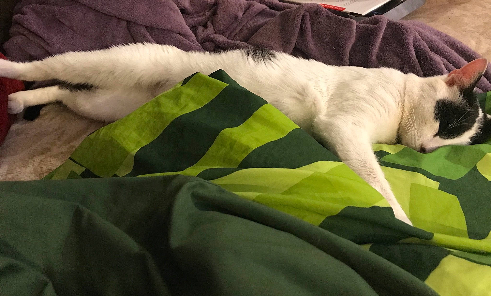 O Malet a rejoint le concours — aidez-le/la à gagner de superbes lots ! bedding, blanket, carnivore, cat, comfort, domestic_short_haired_cat, felidae, fur, linens, nap, paw, sleep, small_to_medium_sized_cats, snout, tail, terrestrial_animal, textile, whiskers